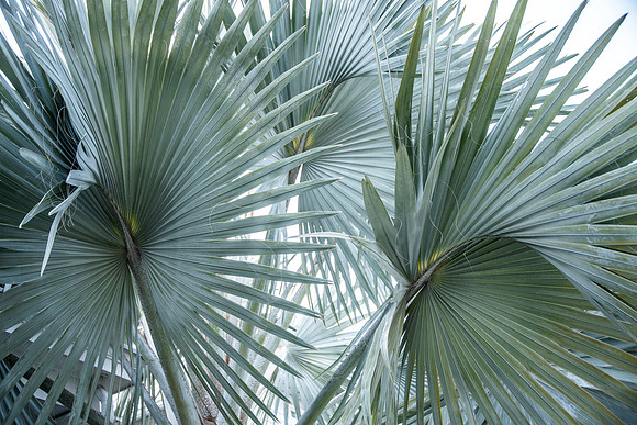 Travel Photography Key West by Belinda Keller Wilmington, NC