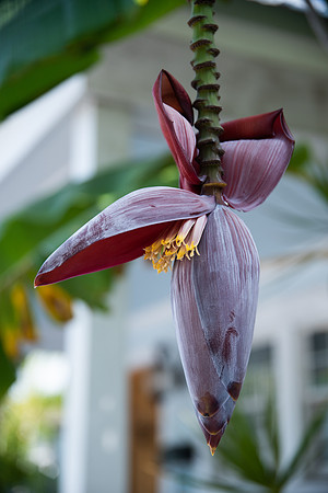 Travel Photography Key West by Belinda Keller Wilmington, NC