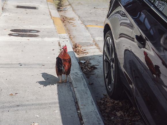 Travel Photography Key West by Belinda Keller Wilmington, NC