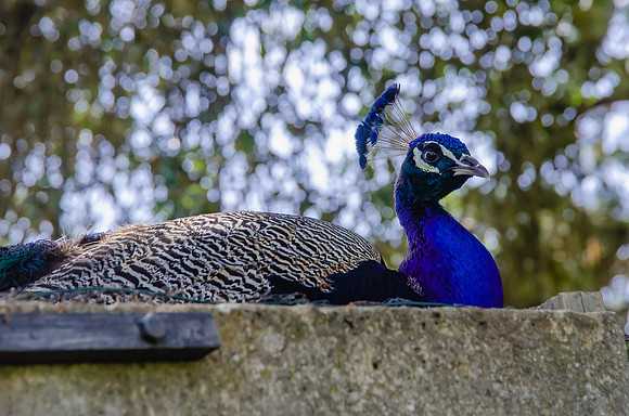 Travel Photography France by Belinda Keller Wilmington NC